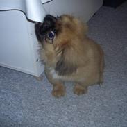 Pekingeser Monty