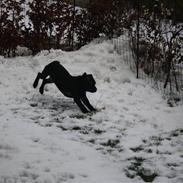 Staffordshire bull terrier Samson