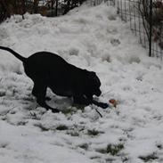 Staffordshire bull terrier Samson