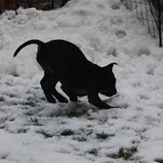 Staffordshire bull terrier Samson