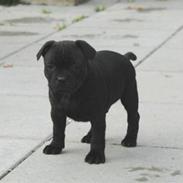 Staffordshire bull terrier Samson