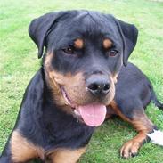 Rottweiler Zakoda Dina (Karla)