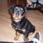 Rottweiler Zakoda Dina (Karla)