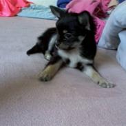 Chihuahua *Herkules*