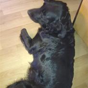 Blanding af racer Kiki