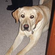 Labrador retriever Fie