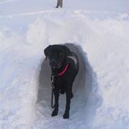 Blanding af racer Joey