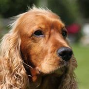 Cocker spaniel Viggo