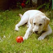 Labrador retriever Frida