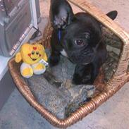 Fransk bulldog Frankie