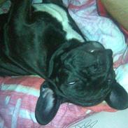 Fransk bulldog Frankie