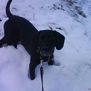 Blanding af racer mille