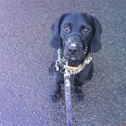 Blanding af racer mille