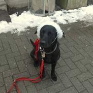 Blanding af racer mille