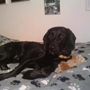 Blanding af racer mille