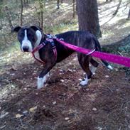 Blanding af racer Luna