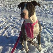 Blanding af racer Luna