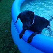 Blanding af racer Pepsi (solgt savner dig)