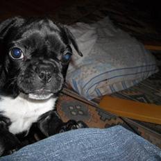 Fransk bulldog Mille