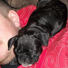 Fransk bulldog Mille