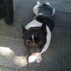 Fransk bulldog Tyson