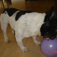 Fransk bulldog Tyson