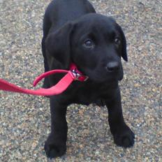 Labrador retriever Samson R.I.P