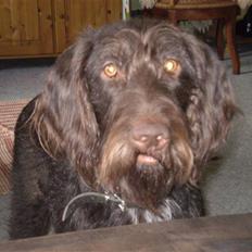 Ruhåret hønsehund Tristan