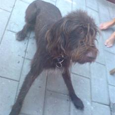 Ruhåret hønsehund Tristan