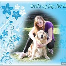 Golden retriever Bella