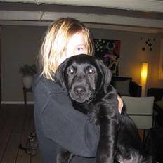 Labrador retriever Joe