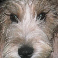 Petit basset griffon wendéen Wilma