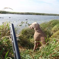 Weimaraner Hot shoot´s hero