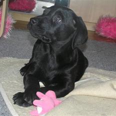 Labrador retriever Samson R.I.P