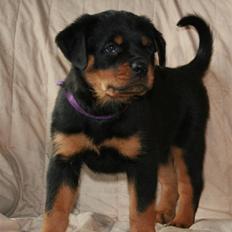 Rottweiler Haiki's Bacille * Død*