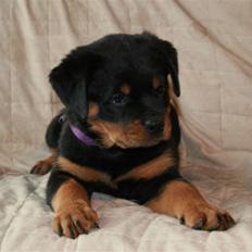 Rottweiler Haiki's Bacille * Død*