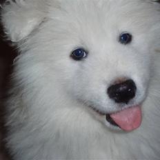 Samojedhund White Canis Mr. Nemo