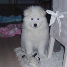 Samojedhund White Canis Mr. Nemo