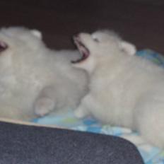 Samojedhund White Canis Mr. Nemo