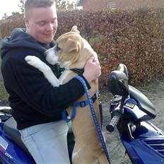 Amerikansk staffordshire terrier True staff licens to kill