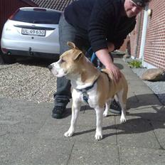 Amerikansk staffordshire terrier True staff licens to kill