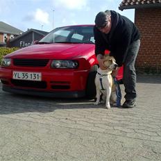 Amerikansk staffordshire terrier True staff licens to kill