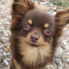 Chihuahua Malekits Oliver