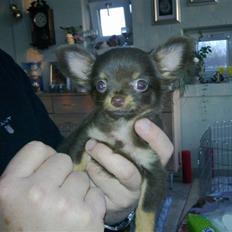 Chihuahua Malekits Oliver