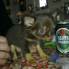 Chihuahua Malekits Oliver