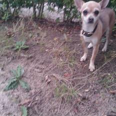 Chihuahua Princess Winka Biszu