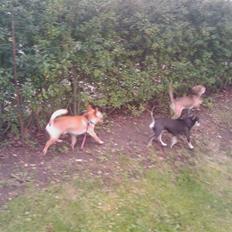 Chihuahua Princess Winka Biszu