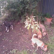 Chihuahua Princess Winka Biszu