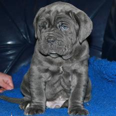 Mastino napoletano Julius enzo 