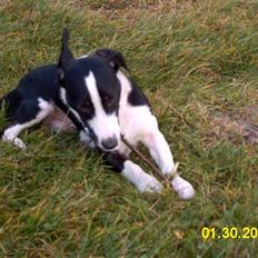 Blanding af racer snuggi